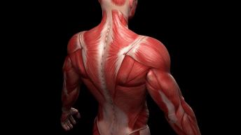 Musculoskeletal & Gut Health | El Paso TX